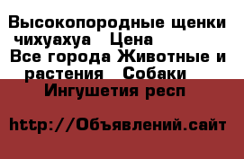 Высокопородные щенки чихуахуа › Цена ­ 25 000 - Все города Животные и растения » Собаки   . Ингушетия респ.
